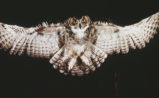 Great horned owl