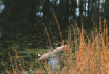 Turtles basking