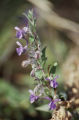 Common viper's bugloss