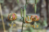 Humboldt's lily