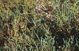 Virginia glasswort