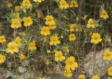 Widethroat yellow monkeyflower