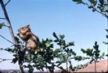 Golden-mantled ground squirrel