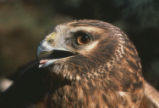 Northern harrier