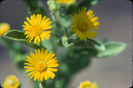 Telegraphweed flowers