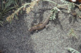 Side-blotched lizard