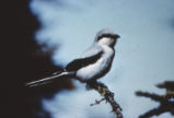 Loggerhead shrike