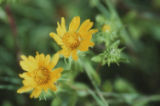 Oregon gumweed