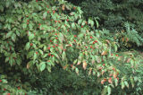 Flowering dogwood