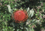 Protea