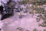 Coastal sand verbena