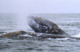 Gray whale