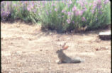 Cottontail rabbit