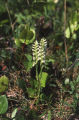 Hooded lady's tresses