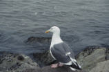 Western gull