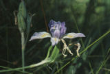 Rocky Mountain iris