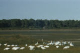 Snow geese