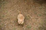 Prairie dog