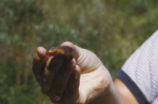 California newt