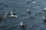 Western gulls