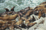 Steller sea lion