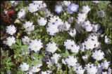 Littlefoot nemophila