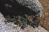 Oregon stonecrop