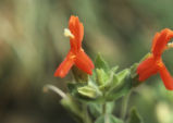 Scarlet monkeyflower