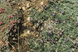 Brewer's lupine and Kennedy's buckwheat