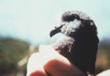 Leach's storm petrel