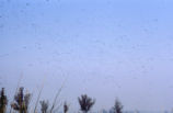 American wigeons