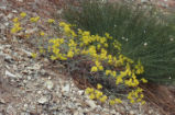 Sulphur-flower buckwheat