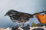 Song sparrow