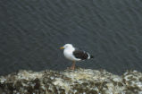 Western gull