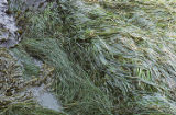 Surfgrass