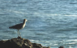 Willet