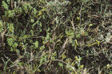 Turtleweed, saltgrass, and seaheath