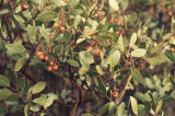 Greenleaf manzanita