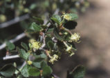 Mountain mahogany