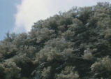 Mountain mahogany