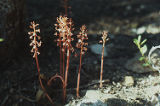 Summer coralroot