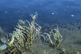 Virginia glasswort