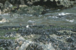A ruddy turnstone, a sanderling, and a surfbird
