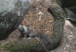 California ground squirrel