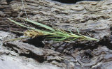 Saltgrass