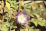 Littlefoot nemophila