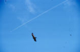 Turkey vulture