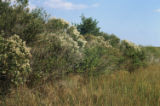 Baccharis and marsh elder