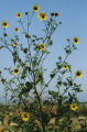 Common sunflower