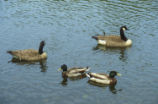 Canada geese and Mallards